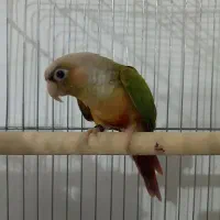 گیرنچیک نر اهلی