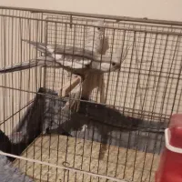 عروس هلندی|پرنده|تهران, مشیریه|دیوار