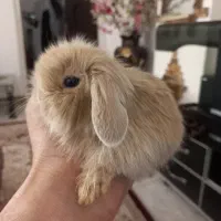 خرگوش لوپ.مینیاتوری.و انقورا|موش و خرگوش|تبریز, |دیوار