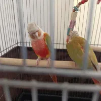 گرینچیک مولد|پرنده|اردستان, |دیوار