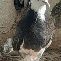 کبوتر شازده معاوزه