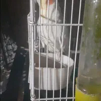 عروس و مرغ عشق|پرنده|بدره, |دیوار