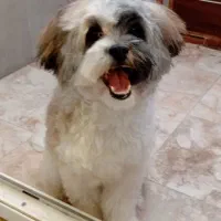 سگ شیتزو تریر ۷ ماهه ماده شناسنامه دار