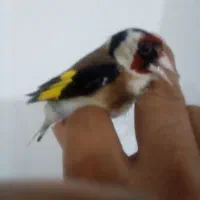 سهره نر