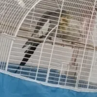 عروس هلندی جفت|پرنده|رشت, دیلمان|دیوار