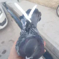 400|پرنده|دهدشت, |دیوار