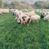 گوسفند فروشی|حیوانات مزرعه|بلداجی, |دیوار