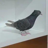 کفتر
