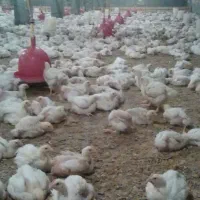 نیمچه و سه روزه