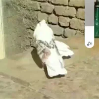 کفتر زاغ