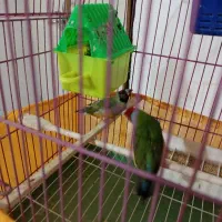 فنچ گلدین  ۲ جفت