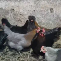 مرغ وجوجه محلی|حیوانات مزرعه|دیلم, |دیوار