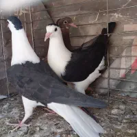 کفتر کبوتر رنگی جوجه دم سفید سینه ...