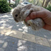 بچه خرگوش لوپ