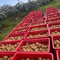 کیوی شما را خریداریم