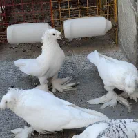 کبوتر بخارا و راعبی|پرنده|اصفهان, کوی امیریه|دیوار