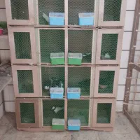 جفتی کن کبوتر قفس