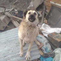 واگذاری سگ گله|سگ|ایلخچی, |دیوار