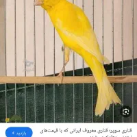 جوجه قناری