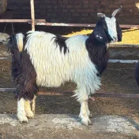 میش و چِووش