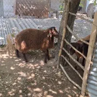 بره نرهمو  و بره  ماده هترو و همو|حیوانات مزرعه|اصفهان, کوی امام|دیوار