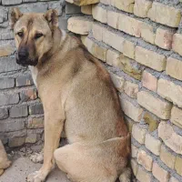 سگ گمشده|سگ|زنجان, |دیوار