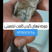 جوجه سره نوک بادمجونی نر صددرصد