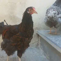 ۳تا خروس ویاندوت