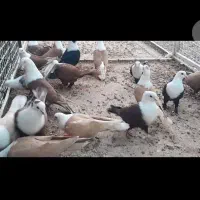 ۱۸ عدد کله سفید