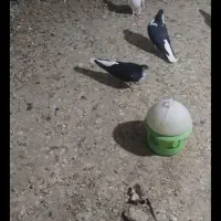 کبوترسده|پرنده|اسفراین, |دیوار