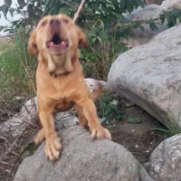 سگ پیتبول سالم سرحال درحد فوق‌العاده