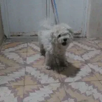 گمشده در تربت جام