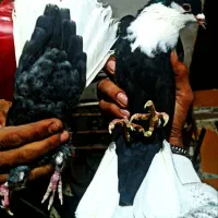 نروماده ریش سیاه دم سفید