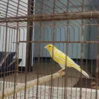 قناری طلایی نر مست