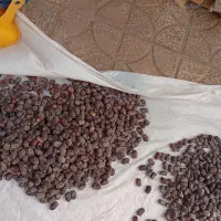 خرما پنج کیلویی