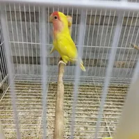 طوطی برزیلی رام و نر|پرنده|ساری, |دیوار