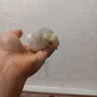 جوجه سلطان|حیوانات مزرعه|پاکدشت, خاتون آباد|دیوار