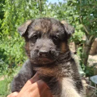 فروش توله ژرمن شولاین ماده