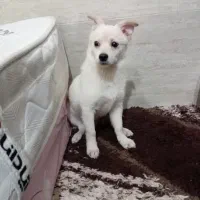 سگ پامراشپیدز