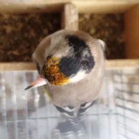 سهره کت بازکن و دورگ|پرنده|شیراز, نصر|دیوار