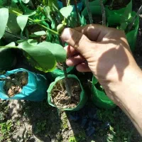 نهال گردو ژنوتیپ برتر|خدمات باغبانی و درختکاری|رشت, آب آسیاب|دیوار