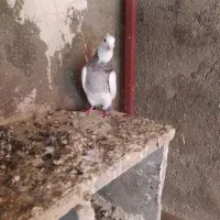 کبوتر|پرنده|بروجرد, |دیوار