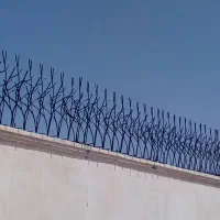 حفاظ شاخگوزنی