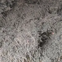 یونجه کوفته شده