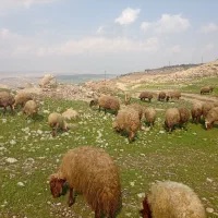 ۵۰تا میش بره تمام جوان بره پاییزه جفتی 80ملیون