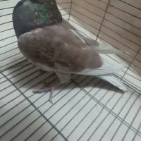 کبوتر پلاکی