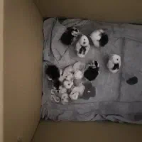 تخم و جوجه گلین اصل