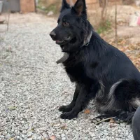 سگ ژرمن بلک|سگ|آفتاب, |دیوار