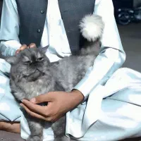 گربه پرشین تربیت شده خانگی