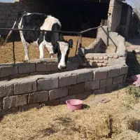 گاو و تخت|حیوانات مزرعه|نیشابور, محله میدان باغات|دیوار